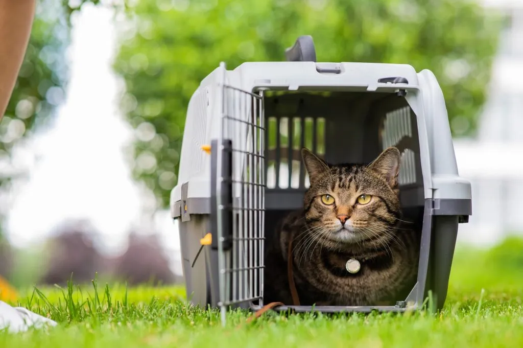 Eine Katze liegt in einer Transportbox