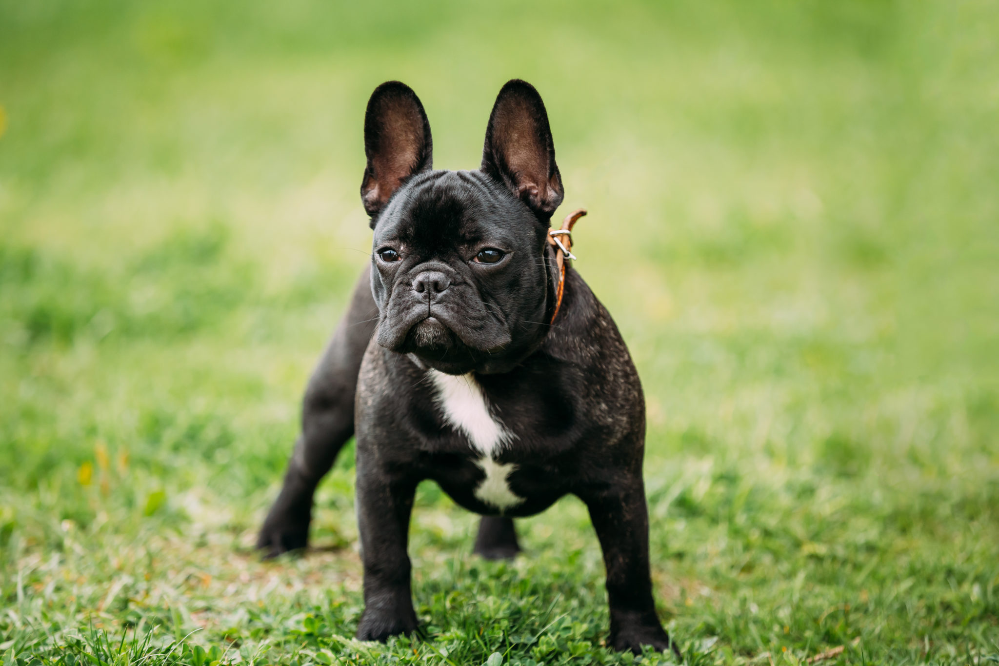 Französische Bulldogge