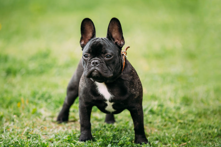 Schwarze Französische Bulldogge auf Rasen