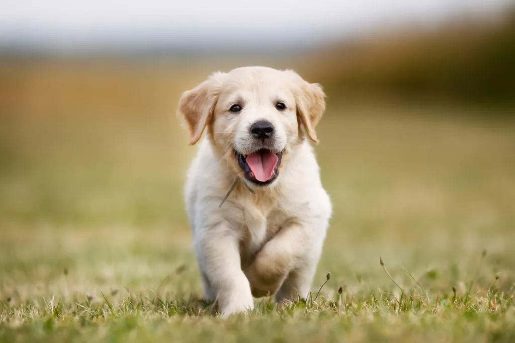Gesunder Golden Retriever Welpe