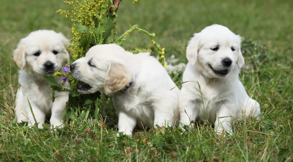 Golden Retriever Geschwister