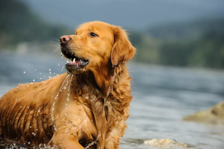 Golden Retriever lieben Wasser