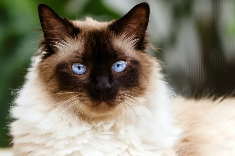 Himalayan Katze