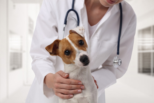 Jack Russell Terrier beim Tierarzt