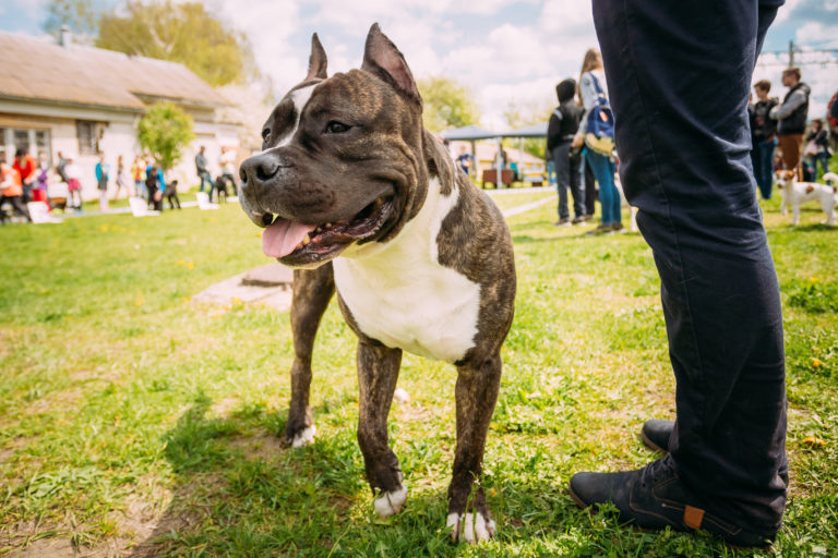 American Staffordshire Terrier in der Hundeschule