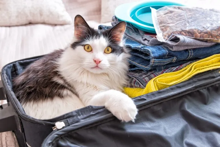 Katze liegt in einem Koffer