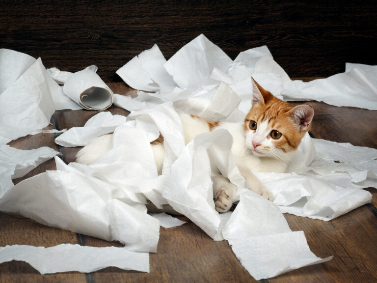 Katze spielt mit Toilettenpapier
