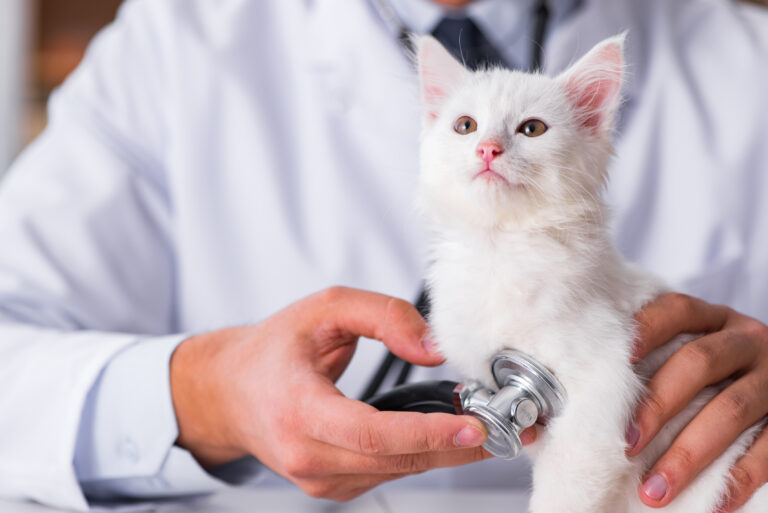 Weisses Kitten lässt sich beim Tierarzt untersuchen