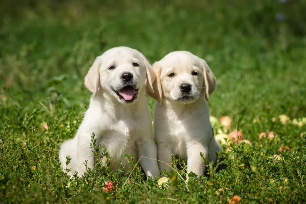 Labrador Welpen