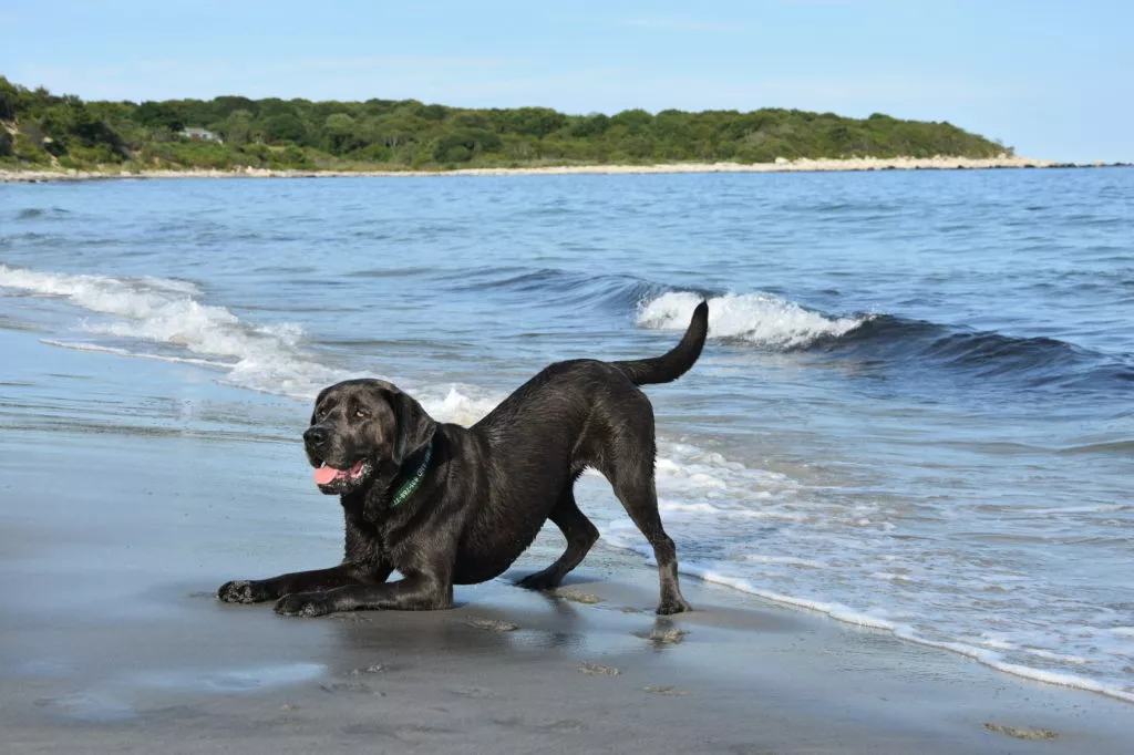 Labrador am Strand