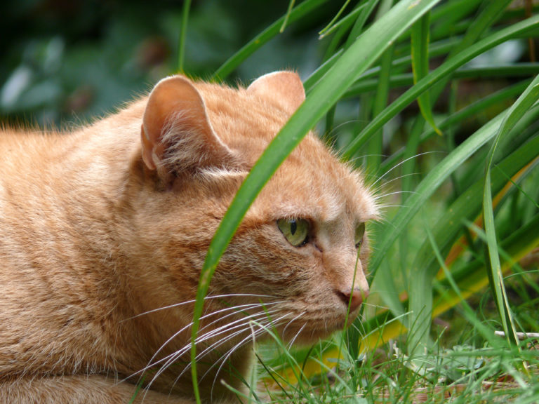 Berauschende Gräser für Katzen