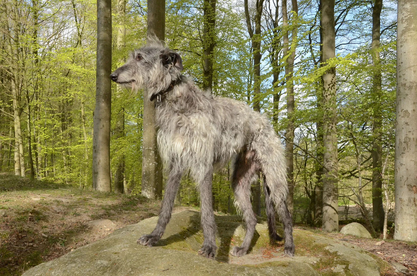 Deerhound Aussehen