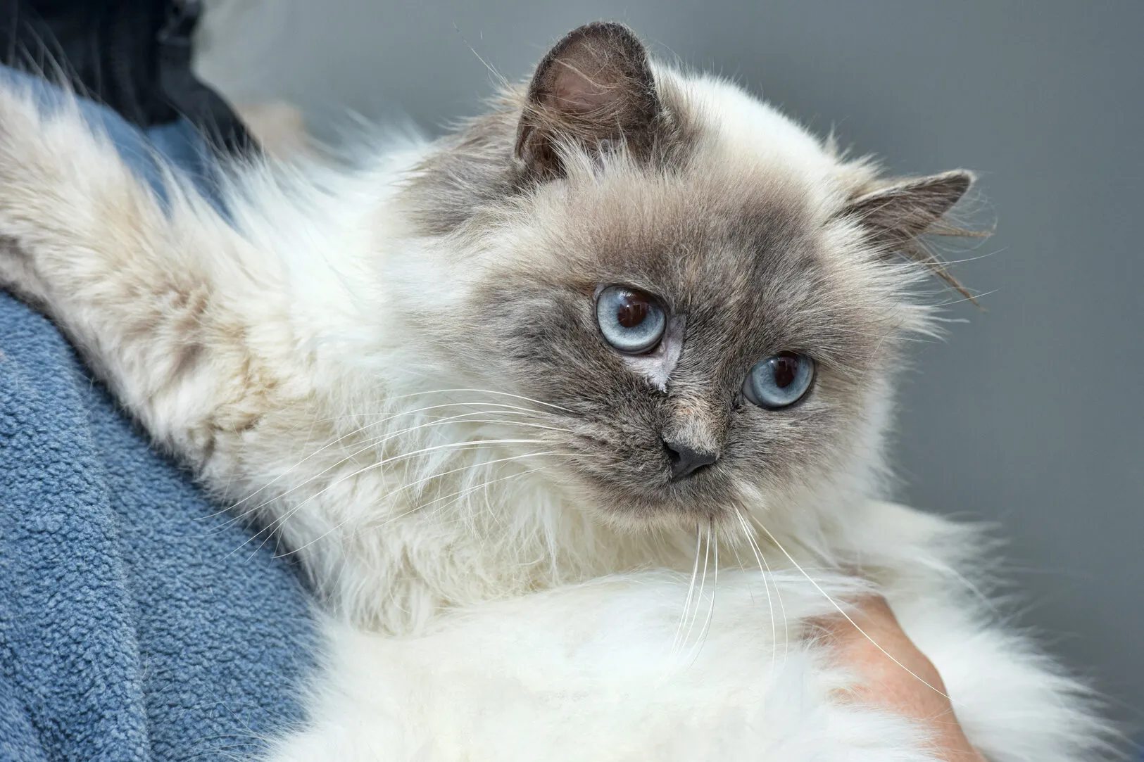 himalayan bluepoint
