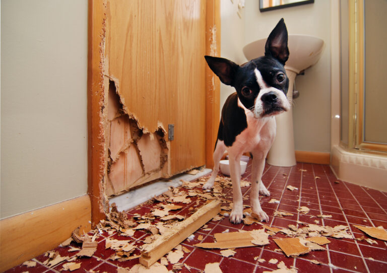 Boston Terrier vor einer zerstörten Holztür