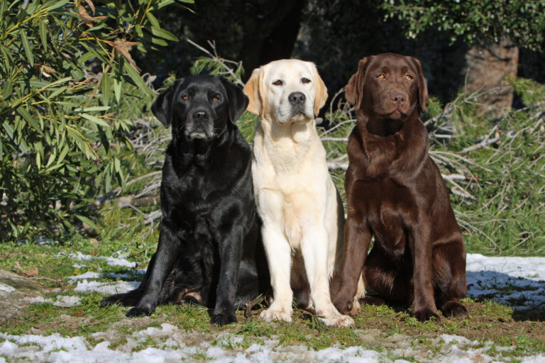 Labrador Retriever schwarz, gelb, braun