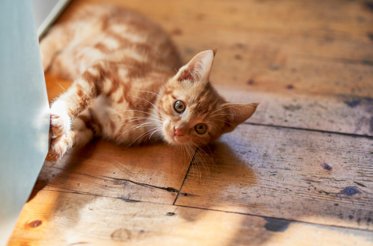 laserpointer für Katzen