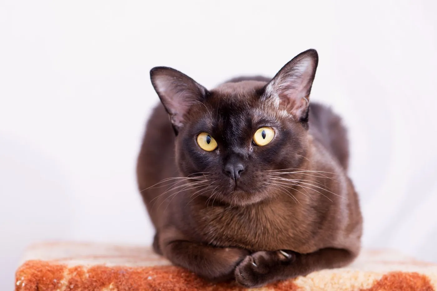 Burma-Katze: Aussehen, Charakter & Haltung | zooplus Magazin