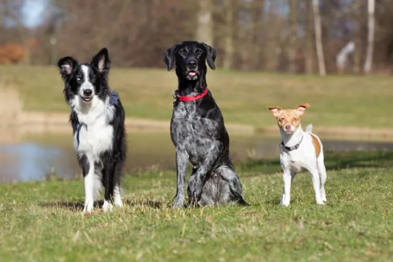 Drei Hunde sitzen auf der Wiese Kastration beim Hund