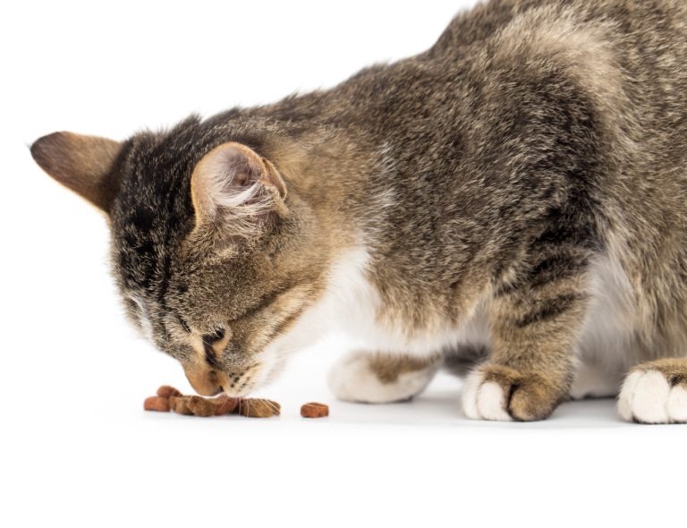 Das richtige Futter für alte Katzen