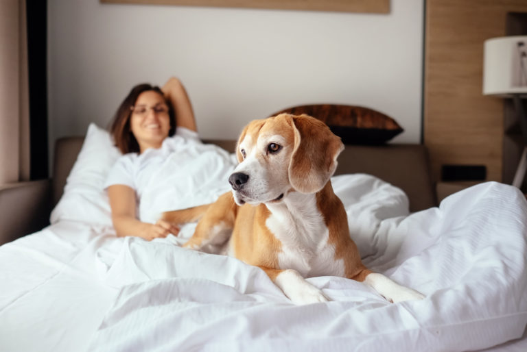 Dog in bed