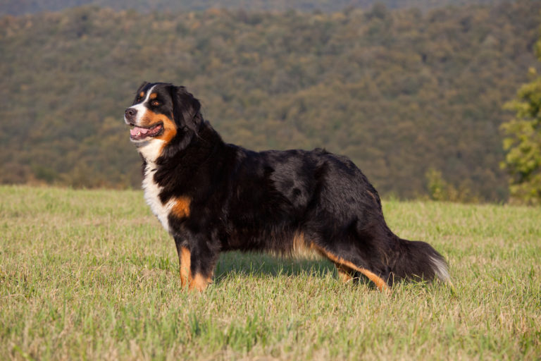 Berner Sennenhund auf einer Wiese