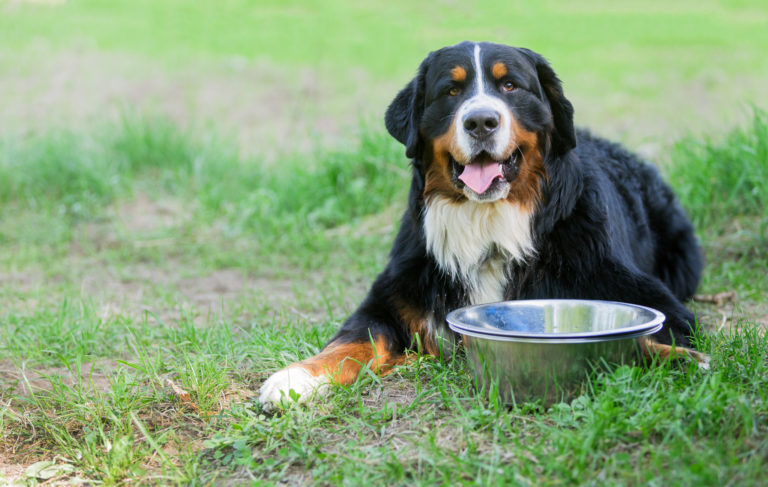 Berner Sennenhund vor leerem Fressnapf