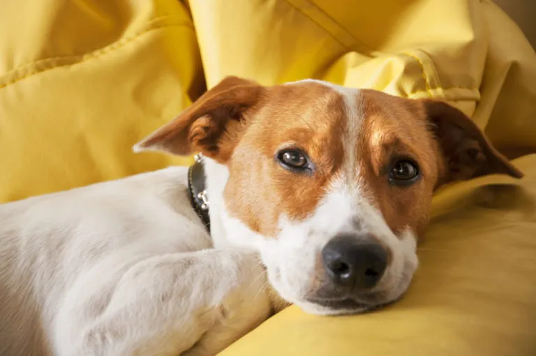 Hund liegt auf gelber Couch