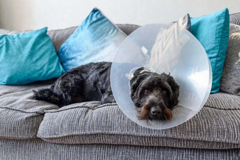 Hund tr&auml;gt nach Kastration Halskragen