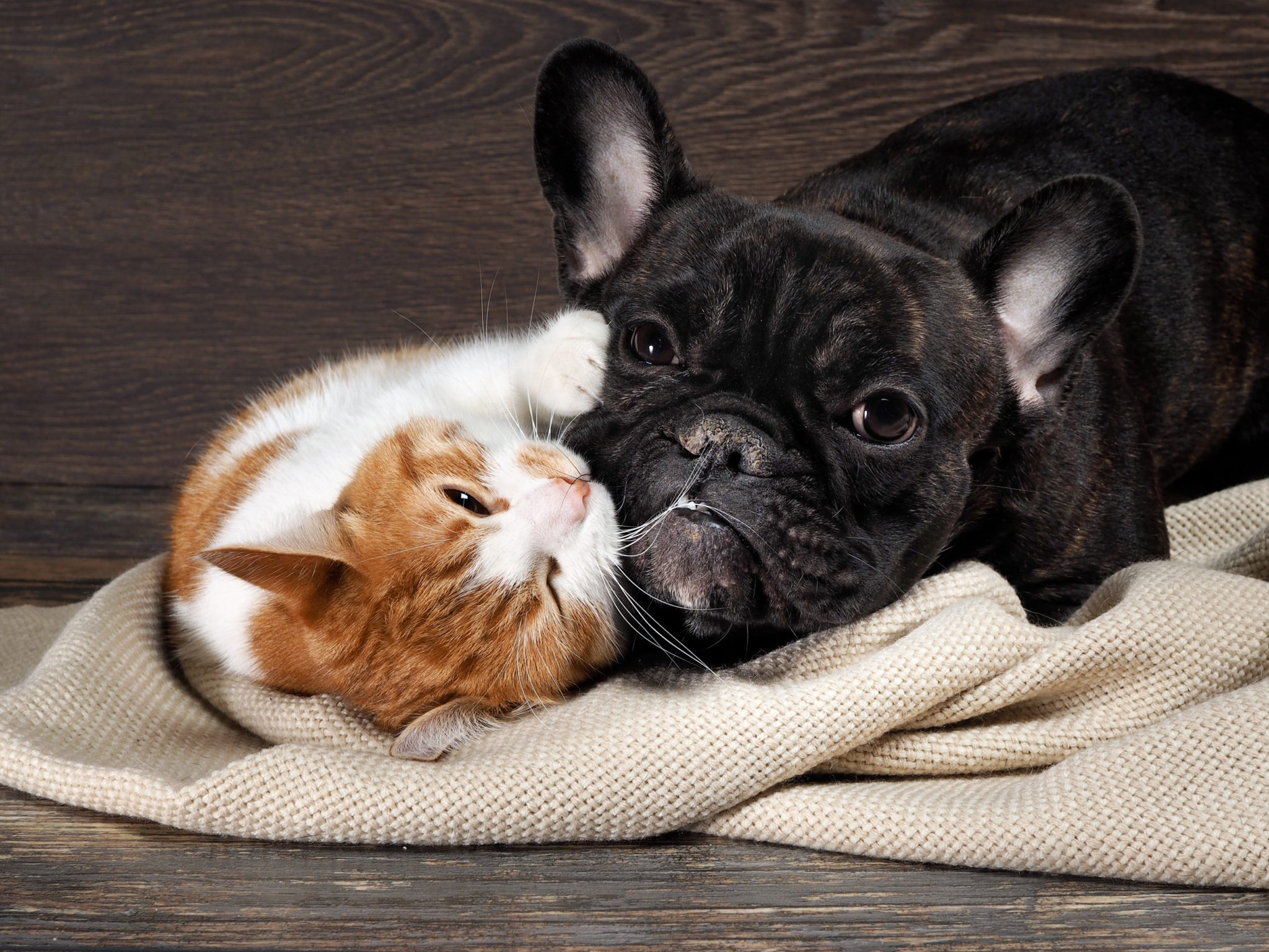 Baby Katze Und Hund Zusammenführen