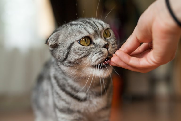 Nahrungsergänzungsmittel für Katzen