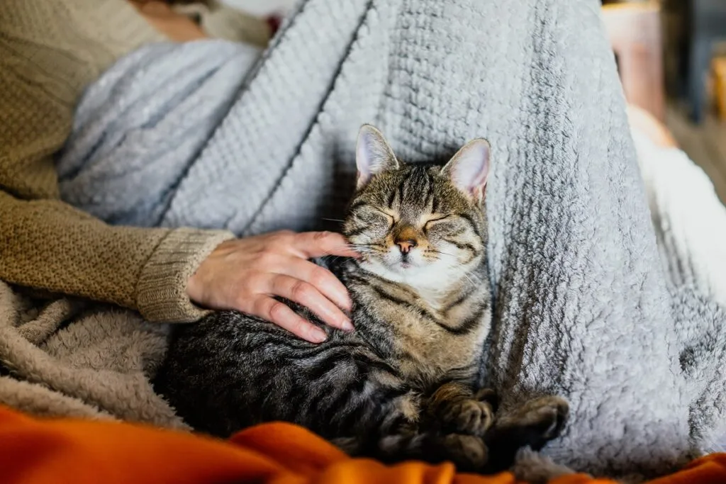 Katze schl&auml;ft gl&uuml;cklich in der N&auml;he ihres Menschen