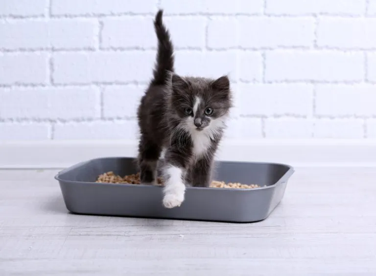 Welches Katzenklo ist das richtige?