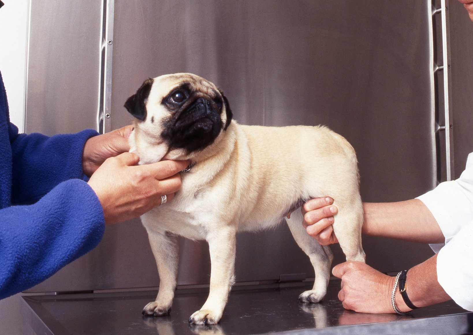 Arthrose Hund Behandlung
