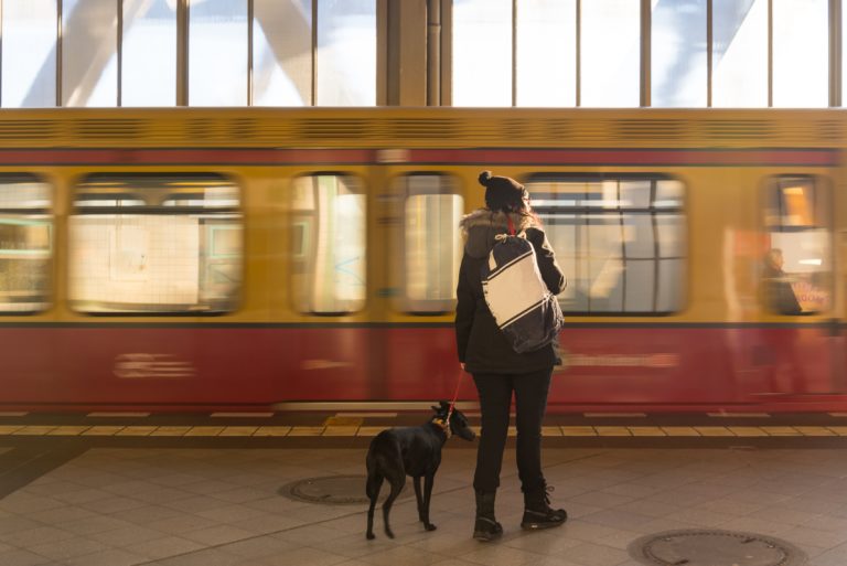 Bahn frei für Zugreisen mit Hund