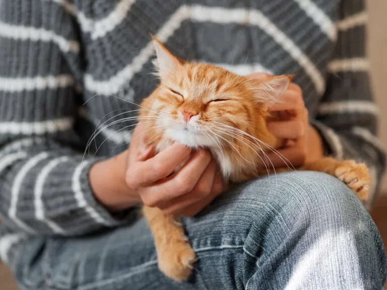 Rote Katze liegt auf einem Schoß und wird gekrault
