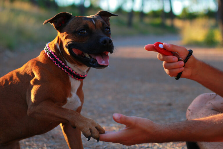 Clickertraining mit Hunden