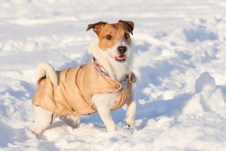 View Welchen Charakter Hat Mein Hund Test