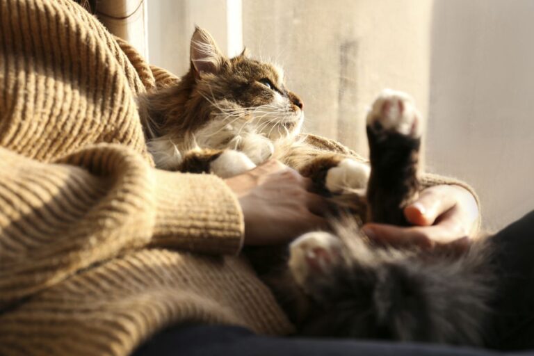 katze liegt auf schoss einer frau