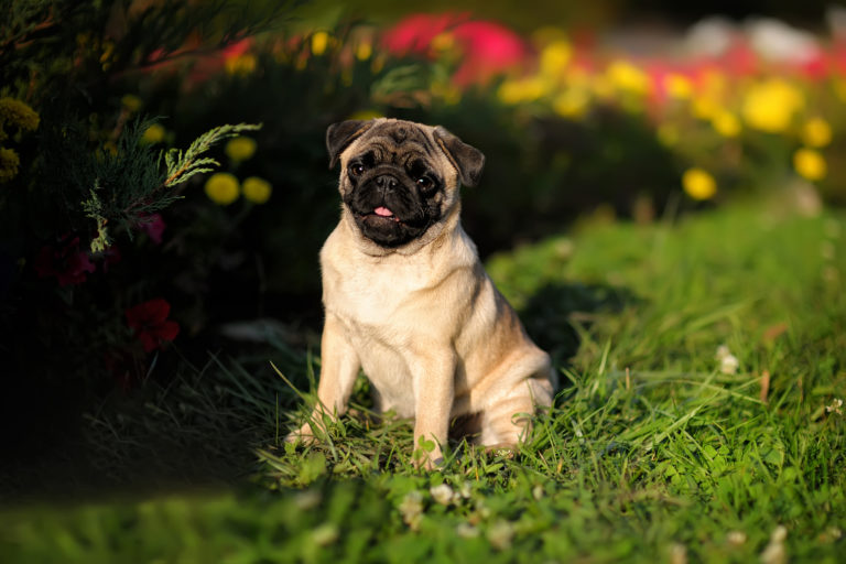 Mops im Sonnenschein