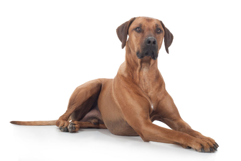 Stolzer, liegender Rhodesian Ridgeback