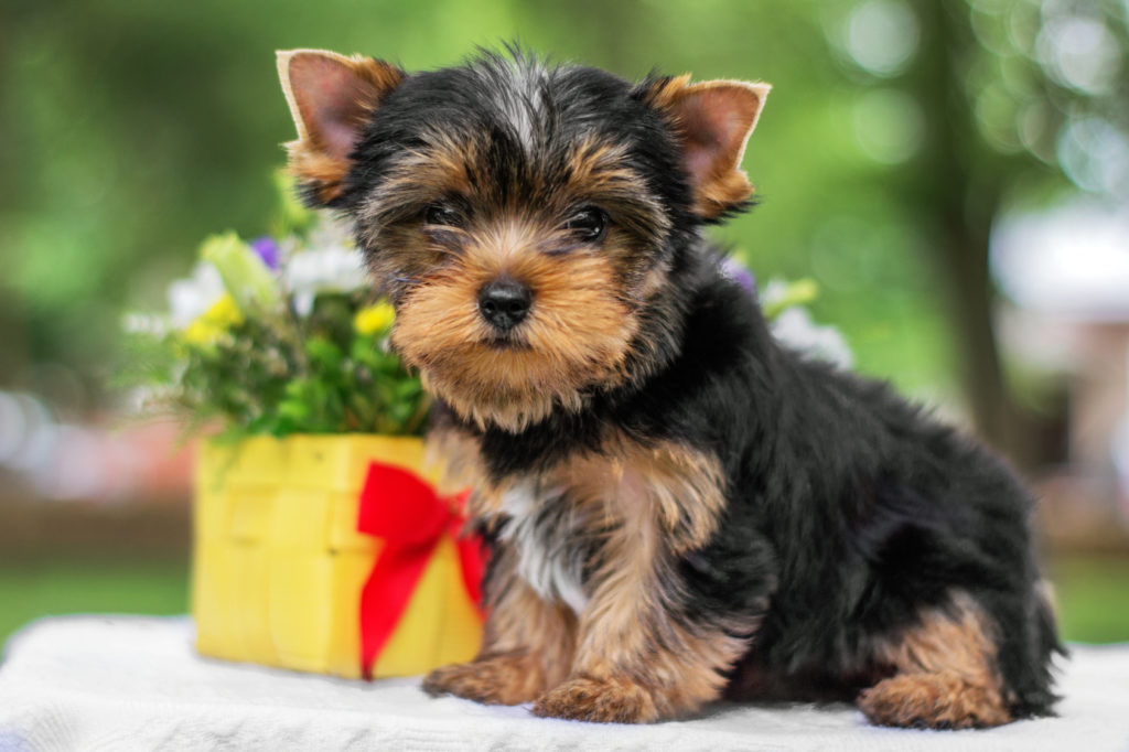 Ein Yorkshire Terrier Welpe auf einem Tisch