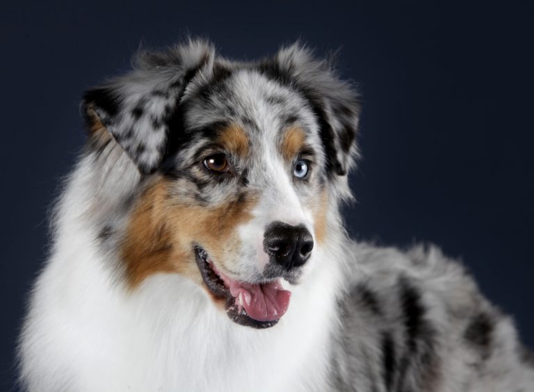 Australian Shepherd Hund mit zweifarbigenaugen