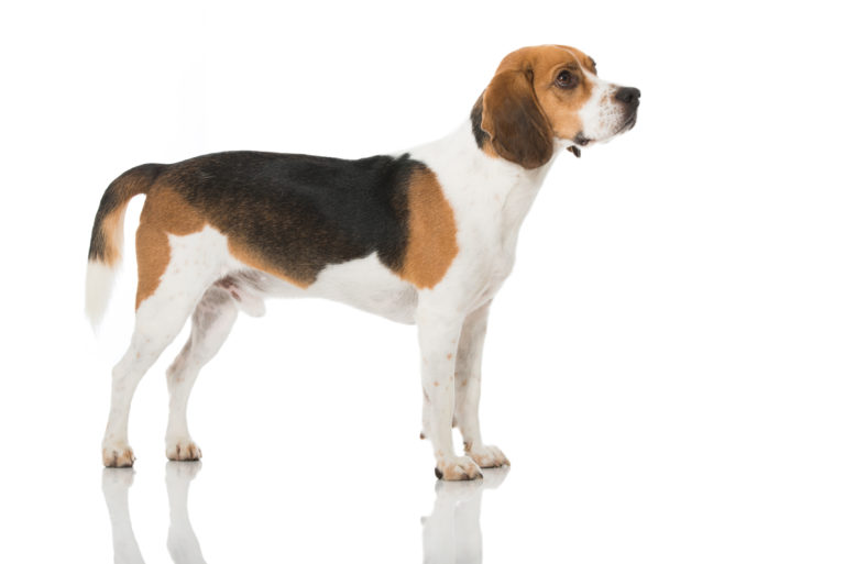 Beagle