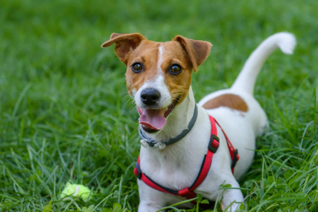 Jack Russel Terrier