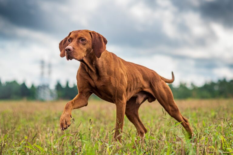 Magyar Vizsla jagt Beute