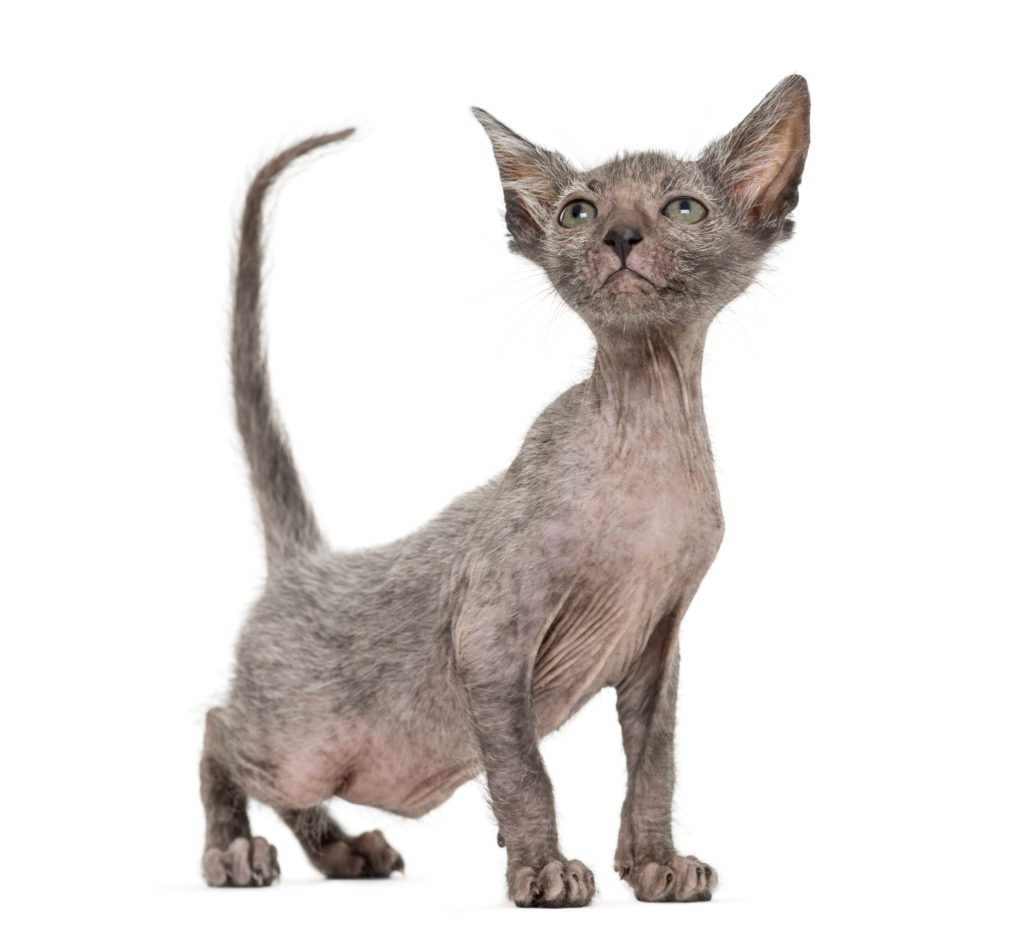 Lykoi Kitten