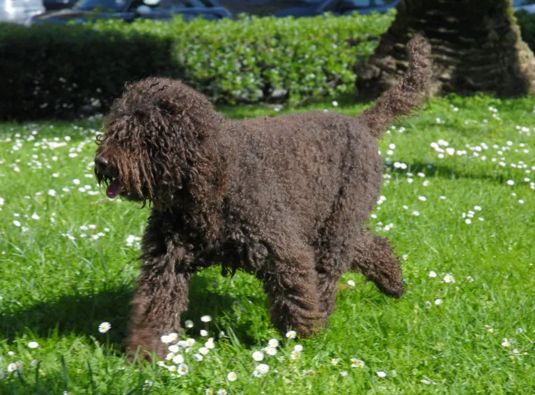 barbet im gras