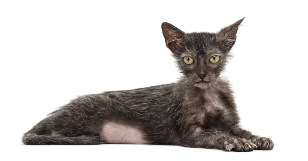 lykoi werwolf katze