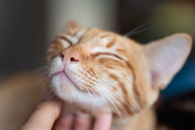 Ist Meine Katze Glücklich Test