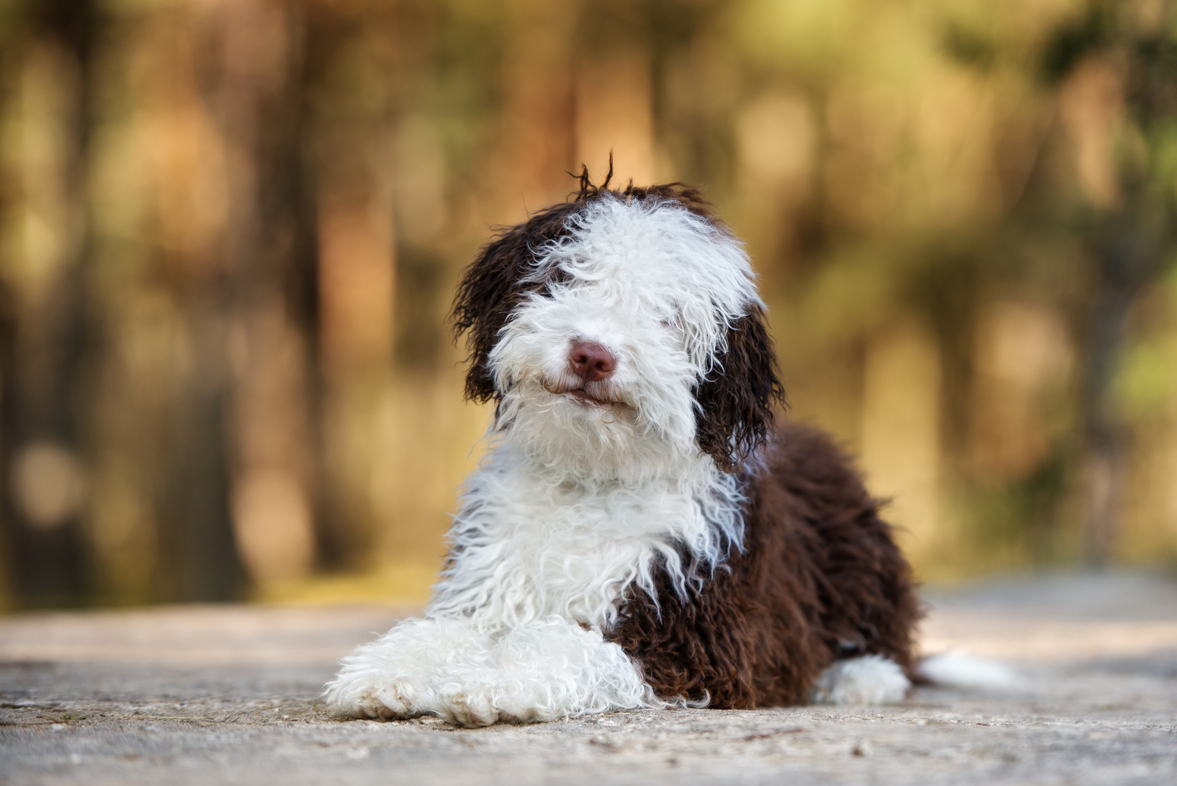 spanischer wasserhund
